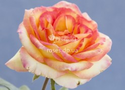 Цветок розы Амбианс