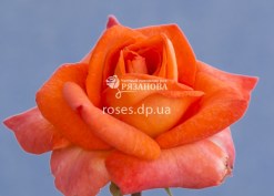Цветок розы Наранга
