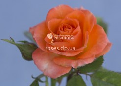 Цветок розы Алегрия