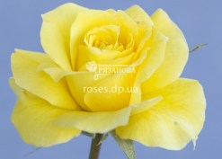Цветок розы Фрезия