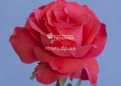 Цветок розы Гольштейн Перле