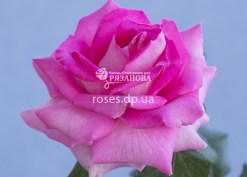 Цветок розы Топаз