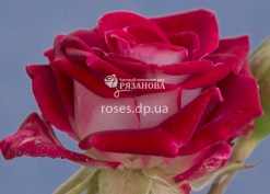 Цветок розы Руби Стар