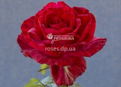 Цветок розы Ред Интуишн