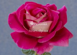 Цветок розы  Кроненбург