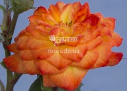 Цветок розы Бэби Маскарад