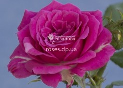 Цветок розы Грация