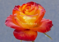 Цветок розы Хай Меджик