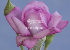 Цветок розы Рокси