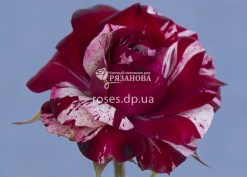 Цветок розы Арроу Фолиес