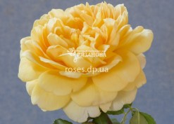 Цветок розы Голден Селебрейшн