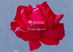 Чайно-гибридная роза Софи Лорен