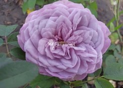 Фото квітки троянди Лавендер Айс