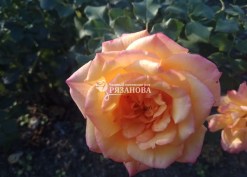Цветок парковой розы Сахара