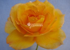 Фото цветка парковой розы Сахара