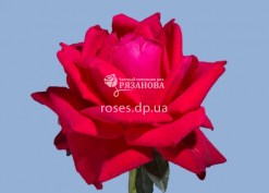 Цветок розы Софи Лорен