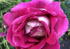 Фото цветка чайно-гибридной розы  Кроненбург