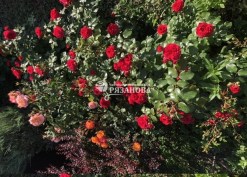 Фото кустов розы Ред Леонардо да Винчи