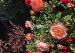 Куст розы Августа Луиза