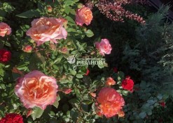 Фото чайно-гибридной розы Августа Луиза