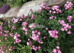 Фото кустов  бордюрной розы Блуш Пикси