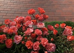 Куст розы Алегрия