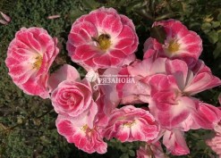 Соцветие патио розы Регенсберг