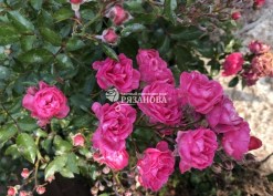 Фото соцветия почвопокровной розы Лавли Фейри