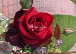 Фото цветка чайно-гибридной розы Блек Меджик