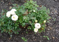 Куст белой бордюрной розы