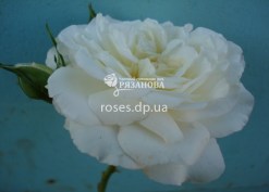 Бордюрная белая роза