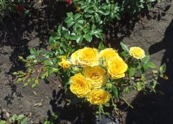 Суцвіття троянди Еллоу Бебі