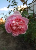 Фото цветка Абрахам Дерби в питомнике роз