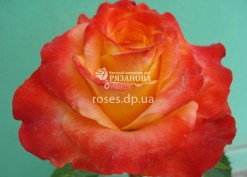 Цветок розы Абрикос