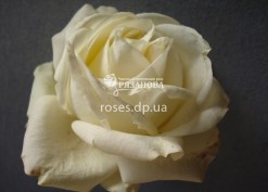 Чайно-гибридная роза Пич Аваланч