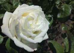 Чайно-гибридная роза Аваланч