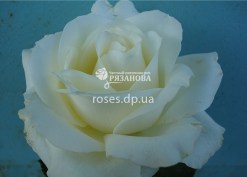 Фото цветка розы Аваланч