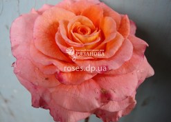 Цветок  Августа Луиза