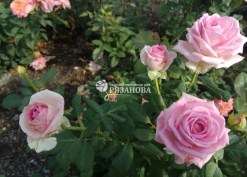 Фото куста розы Аква