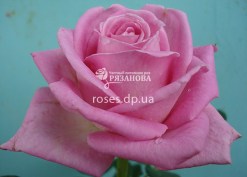 Цветок розы Аква