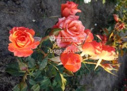 Соцветие розы Алегрия