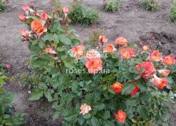 Куст спрей-розы Алегрия