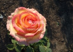 Чайно-гибридная роза Амбианс