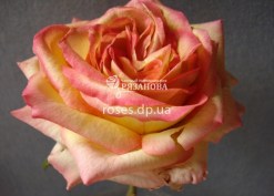 Фото цветка розы Амбианс