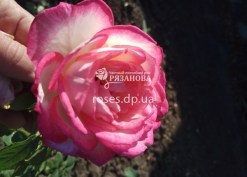 Цветок розы Арлекин