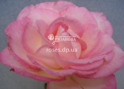 Сорт розы Арлекин