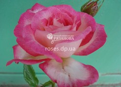 Цветок розы Арлекин