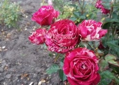 Соцветие розы Арроу Фолиес