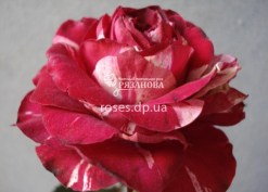 Фото цветка розы Арроу Фолиес