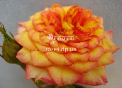 Цветение розы Бэби Романтика